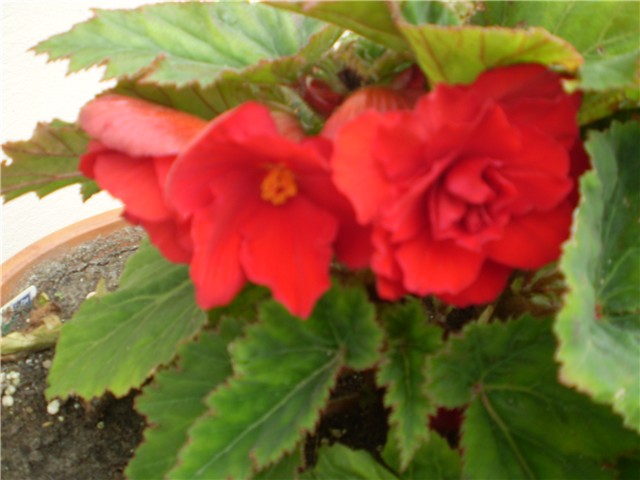 begonija
